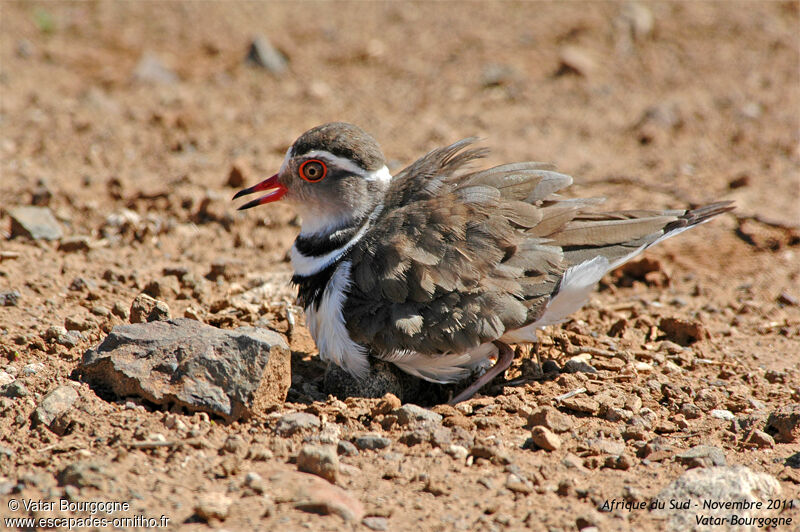 Three-banded Plover