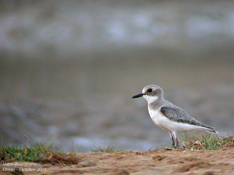 Greater Sand Plover