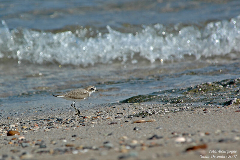 Siberian Sand Plover