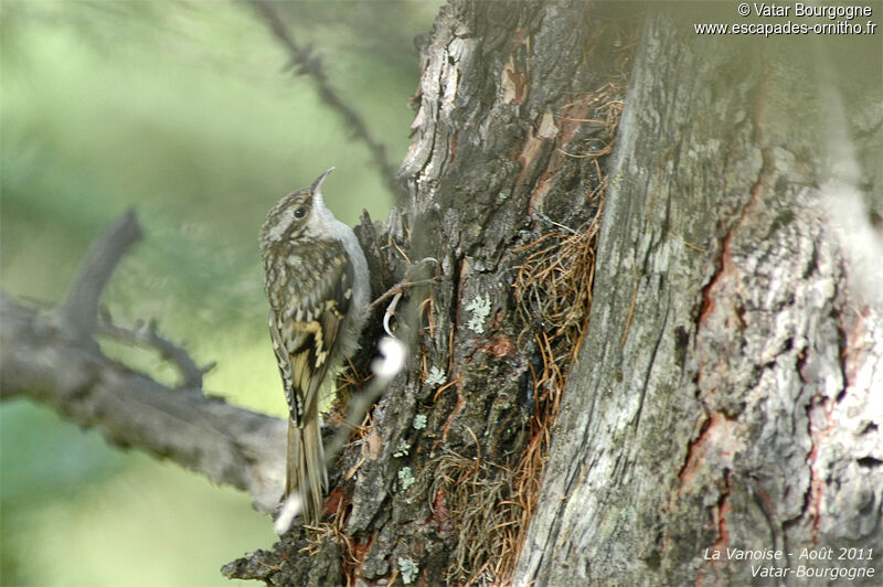 Eurasian Treecreeper