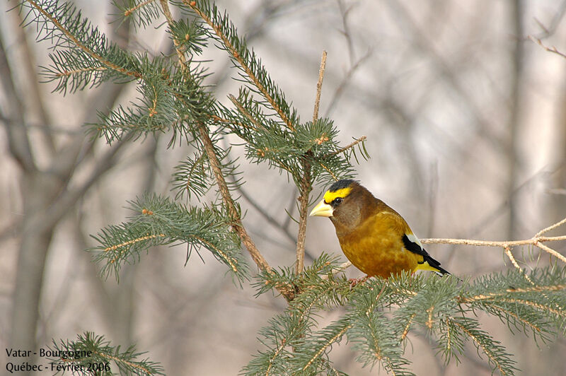 Evening Grosbeak male