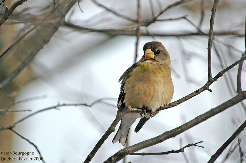 Evening Grosbeak female