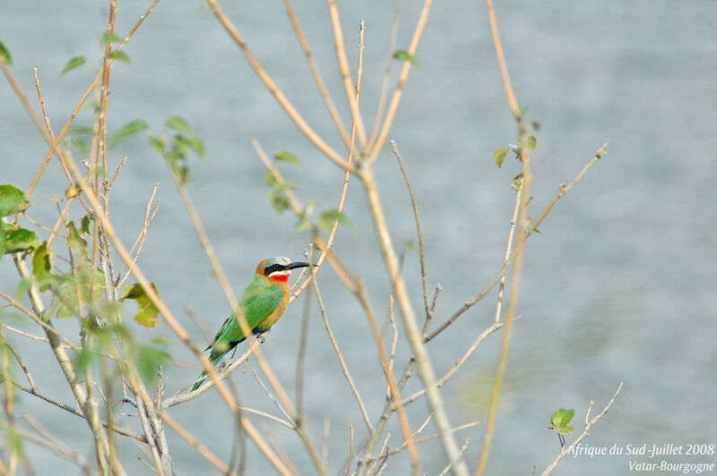 White-fronted Bee-eater