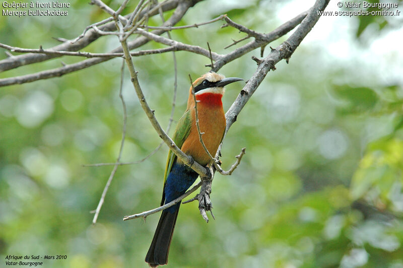 White-fronted Bee-eater