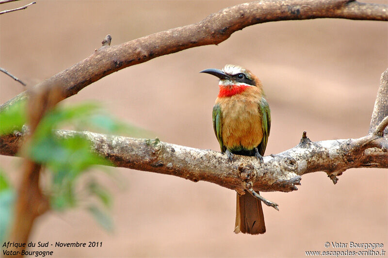 White-fronted Bee-eater