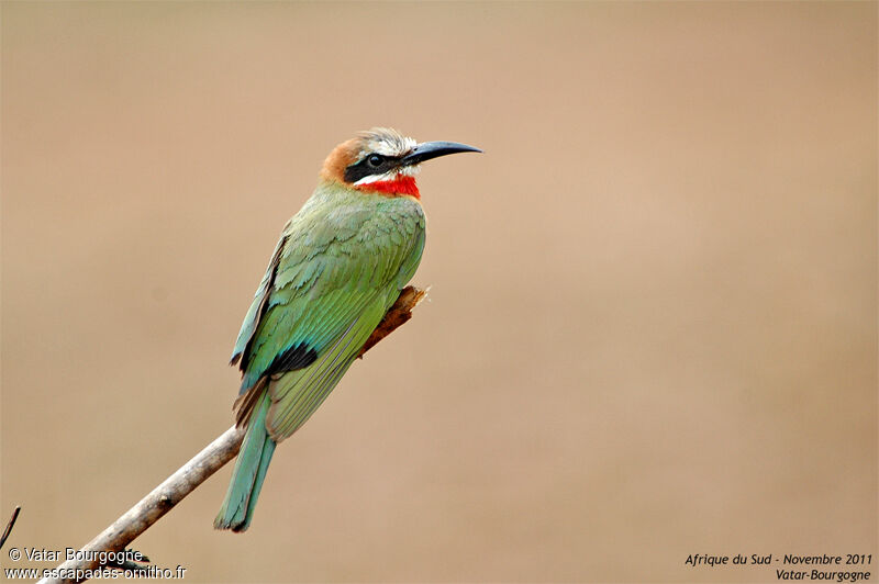 White-fronted Bee-eater