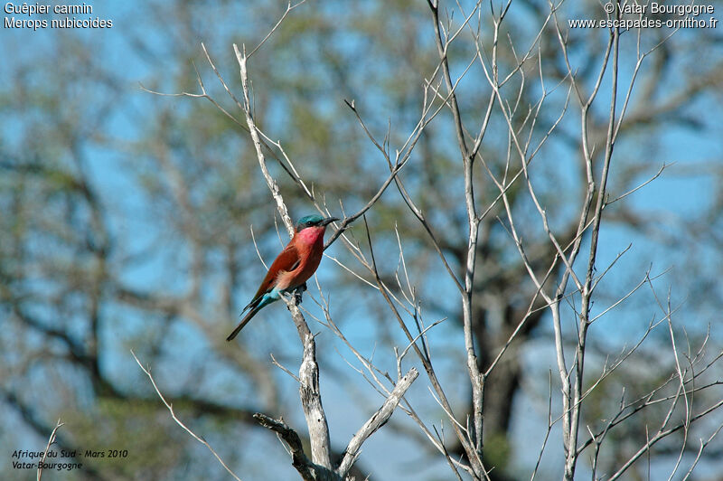 Southern Carmine Bee-eater