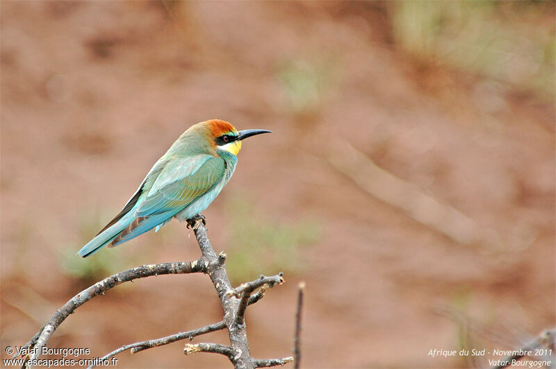 European Bee-eater