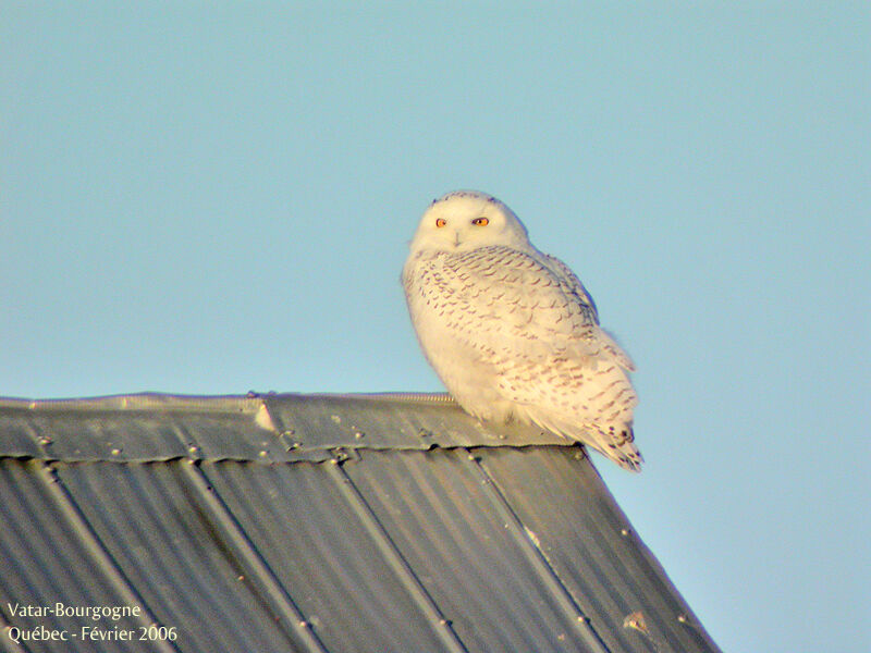 Snowy Owl