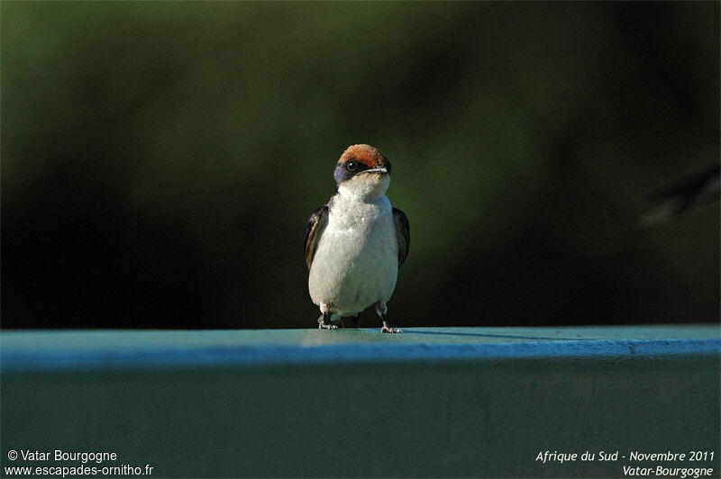 Wire-tailed Swallow