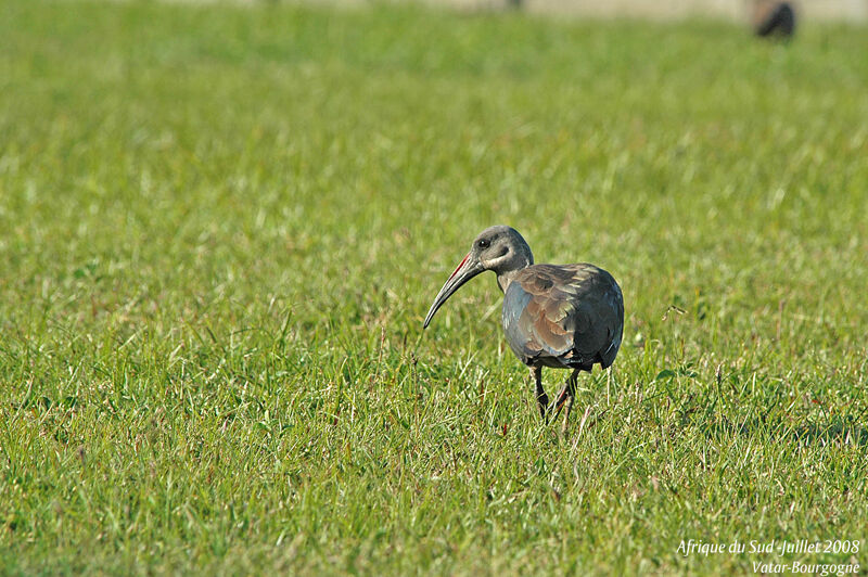 Hadada Ibis