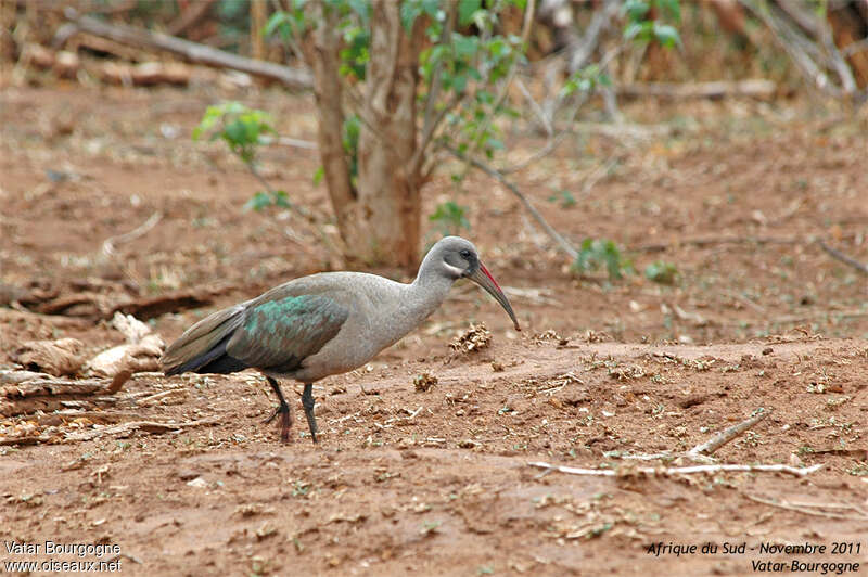 Hadada Ibisadult, identification