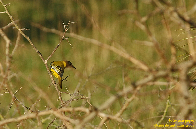 Black-headed Oriole