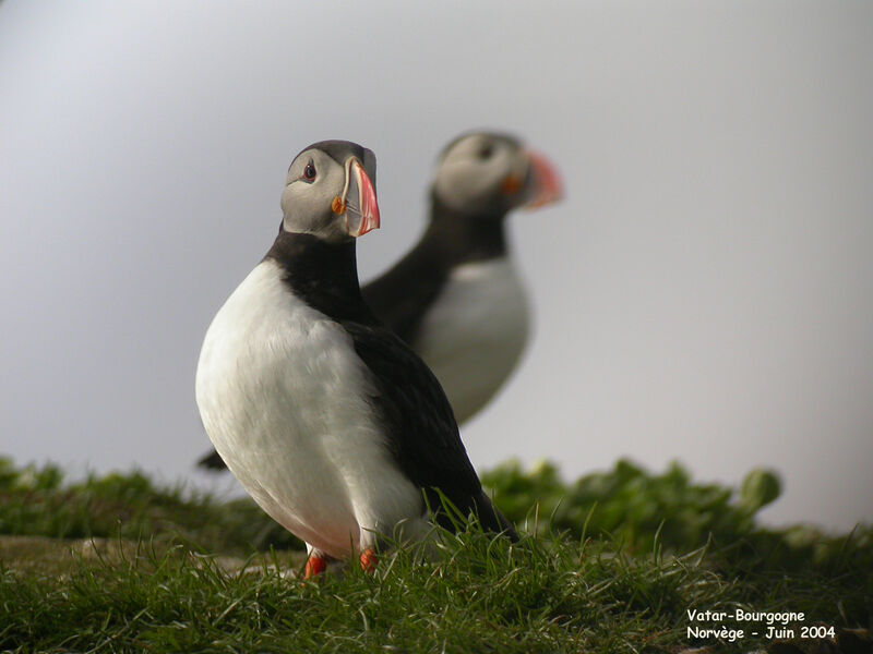 Atlantic Puffin