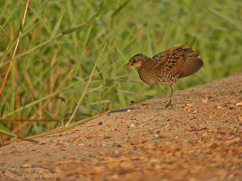 Spotted Crake