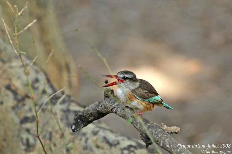 Brown-hooded Kingfisher