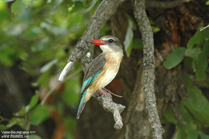 Brown-hooded Kingfisher female adult, identification