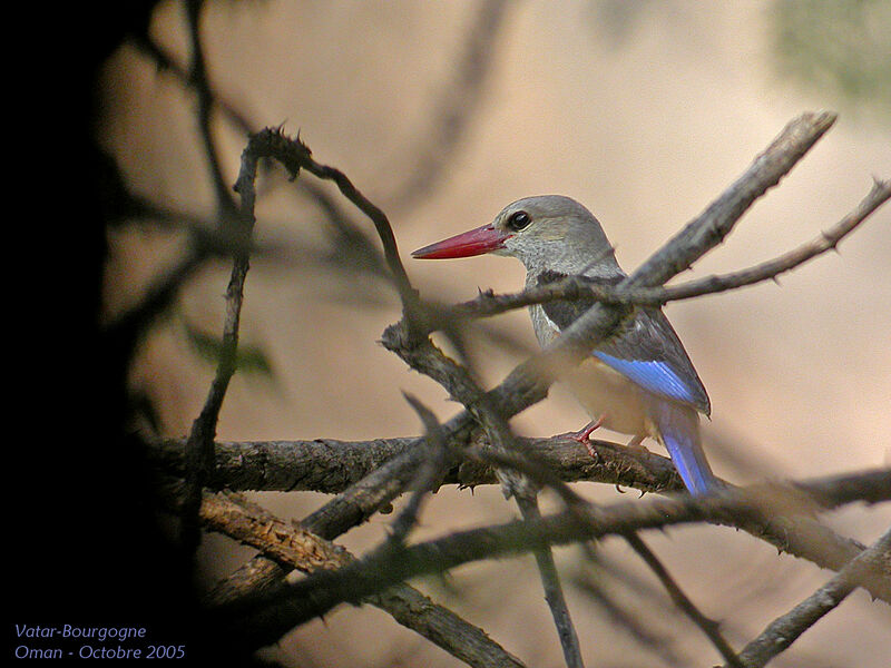 Grey-headed Kingfisher