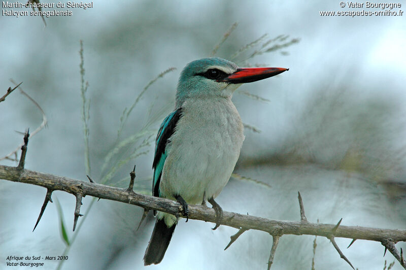 Woodland Kingfisher