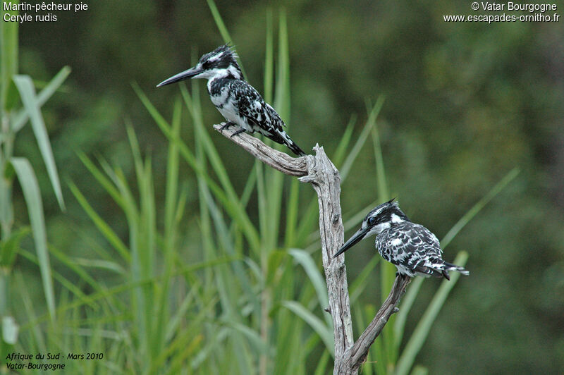 Pied Kingfisher