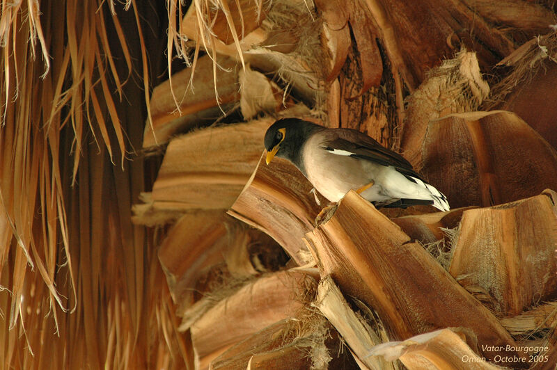 Common Myna