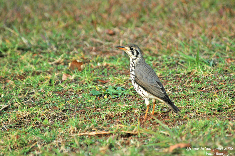 Groundscraper Thrush