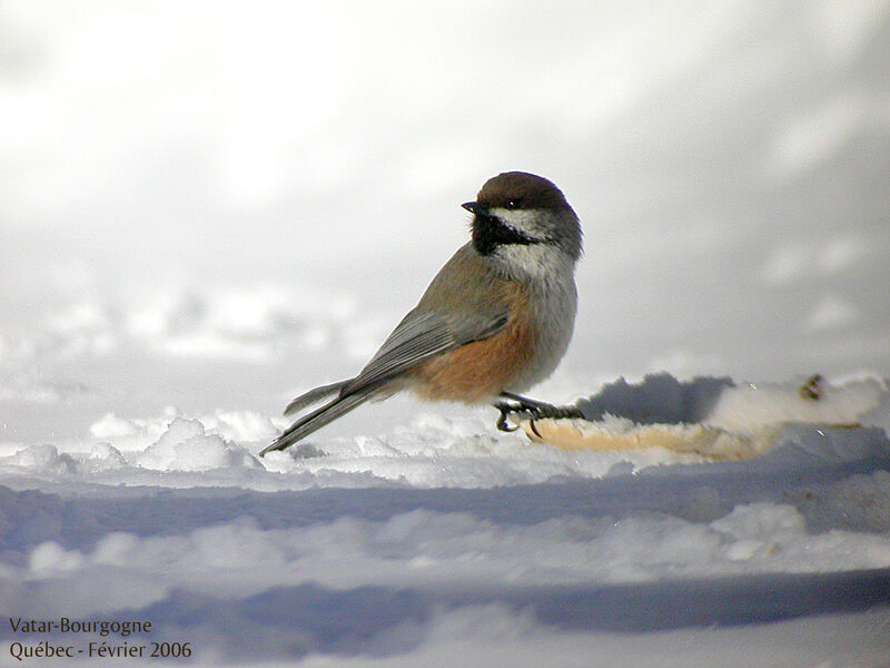 Boreal Chickadee