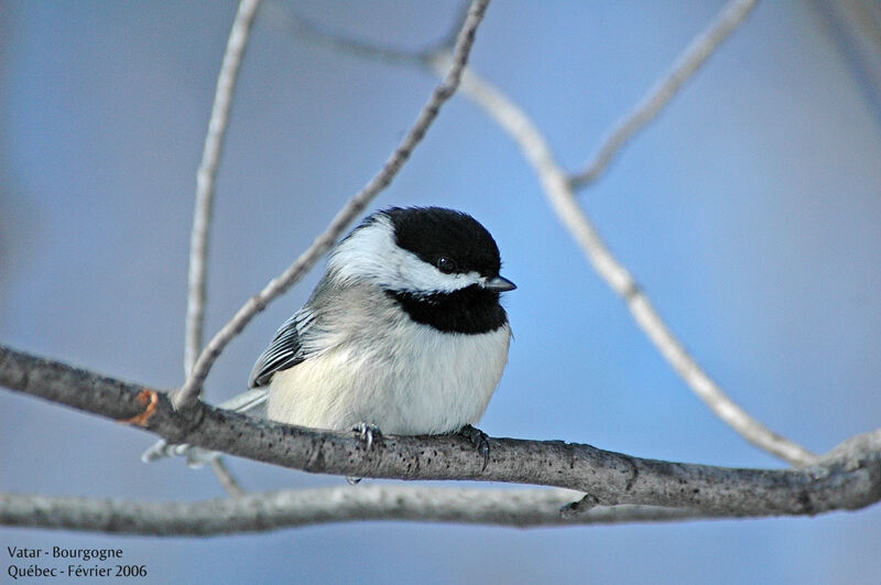 Black-capped Chickadee