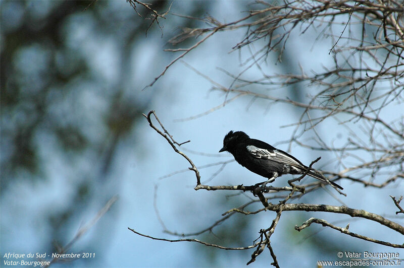 Southern Black Tit