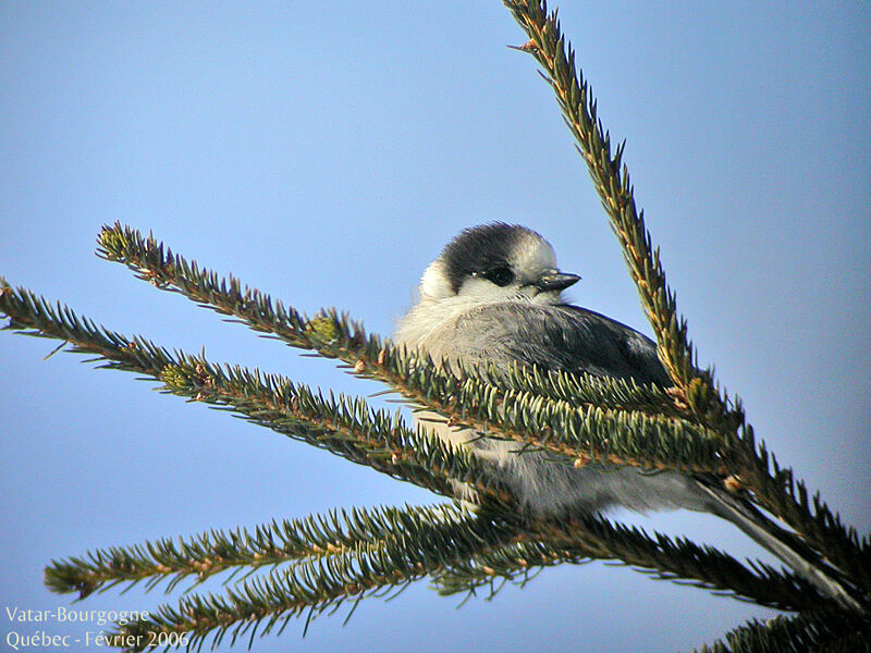 Canada Jay