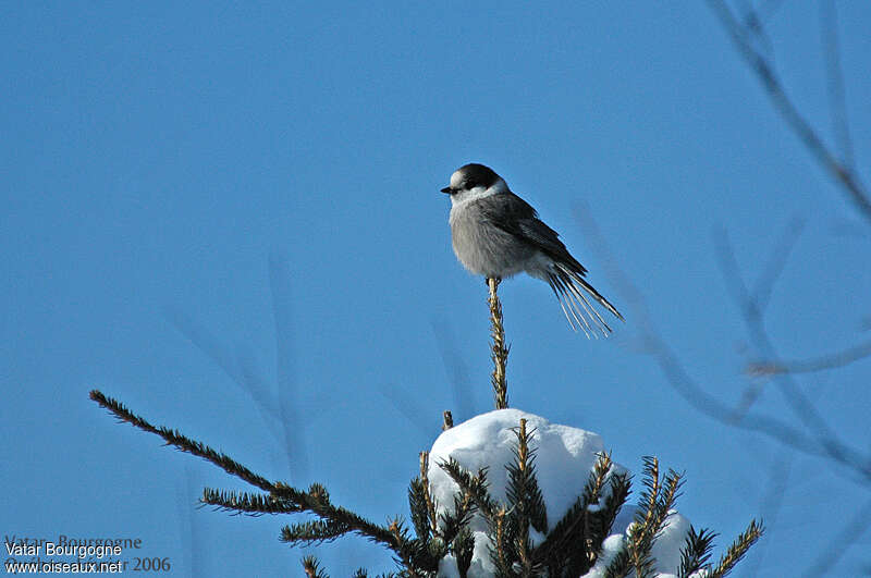 Canada Jayadult, habitat