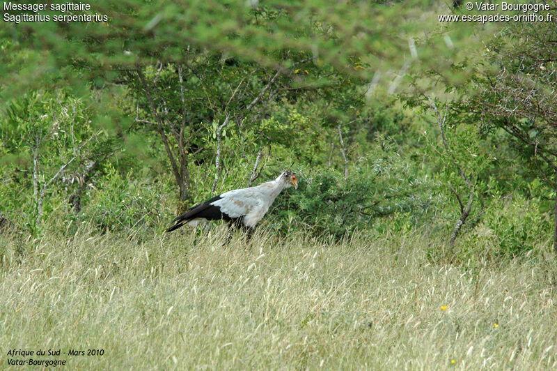 Secretarybird