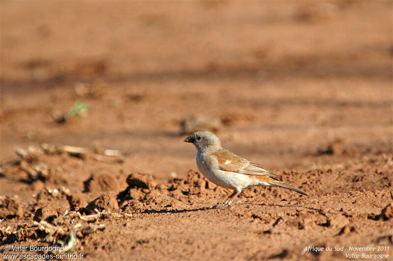 Moineau sud-africain