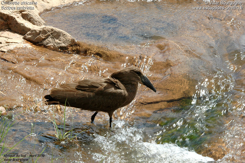 Hamerkop