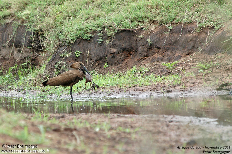 Hamerkop