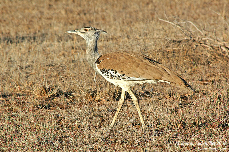 Kori Bustard