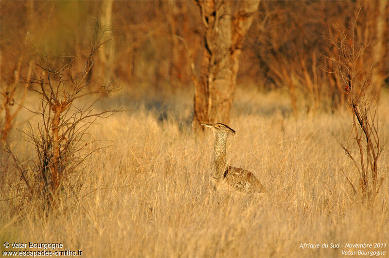 Kori Bustard