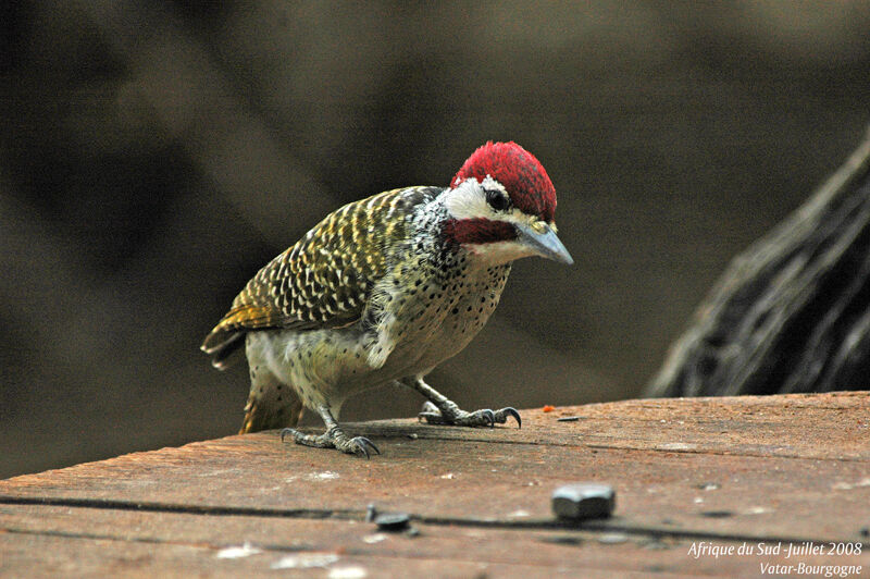 Bennett's Woodpecker