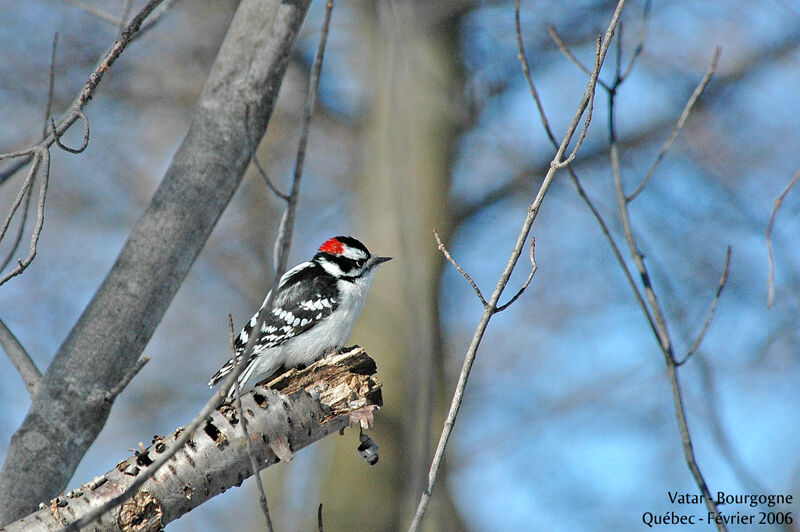 Downy Woodpecker