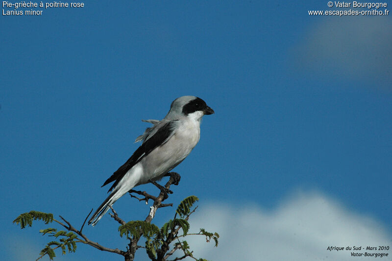 Lesser Grey Shrike