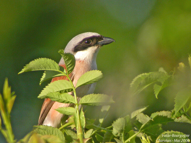 Red-backed Shrike male