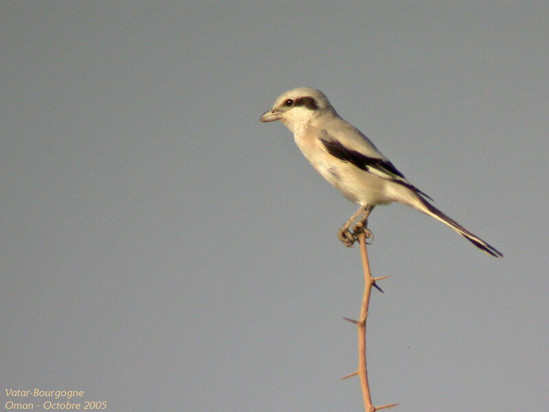 Great Grey Shrike