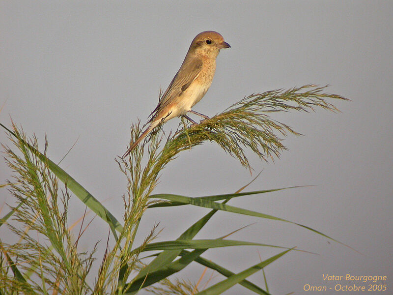 Isabelline Shrike