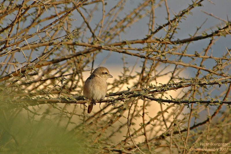 Isabelline Shrike