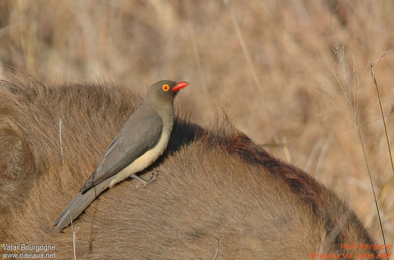 Red-billed Oxpeckeradult, identification