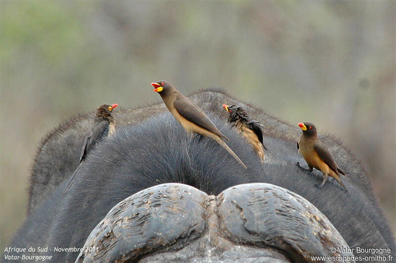 Red-billed Oxpecker