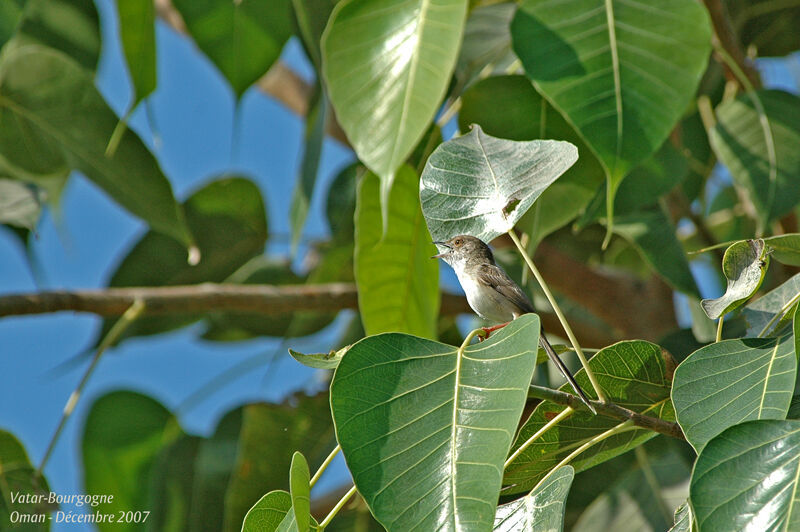 Prinia gracile