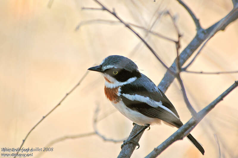 Chinspot Batis female, identification