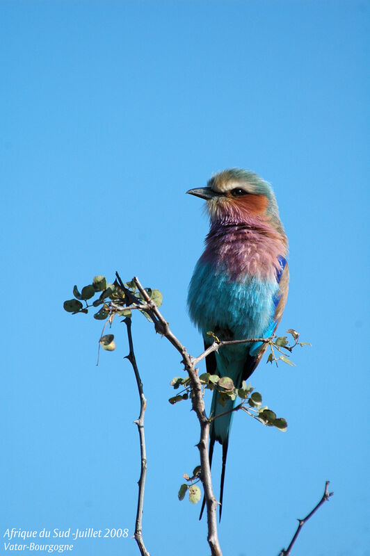 Lilac-breasted Roller