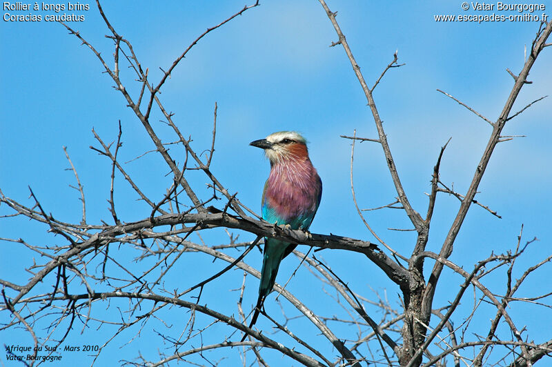 Lilac-breasted Roller